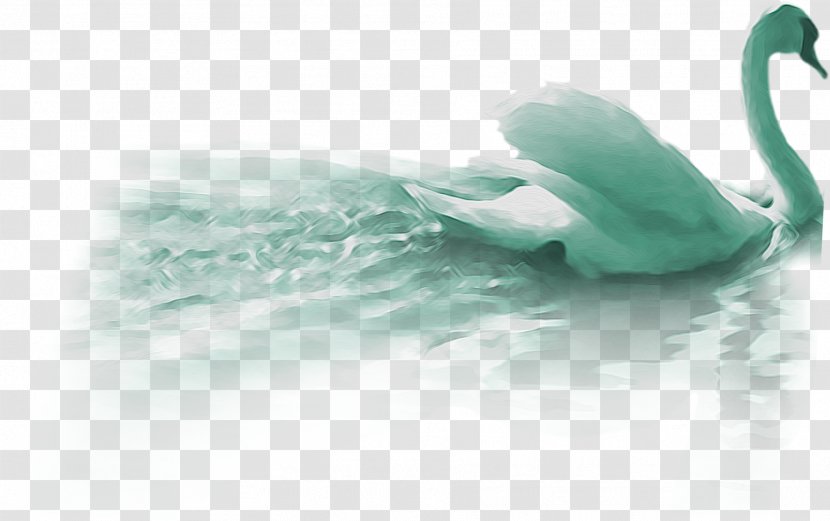 Duck Cygnini Swan Goose Domestic - Beak Transparent PNG