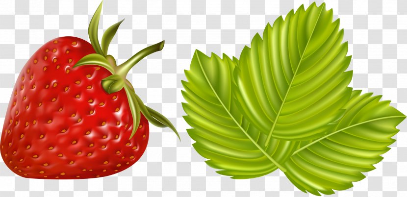 Clip Art Berries Drawing Illustration Image - Fruit Transparent PNG