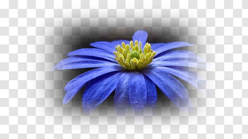 Desktop Wallpaper Flower - Daisy Family Transparent PNG