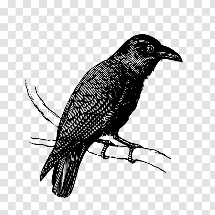 Bird Raven Crow Beak - Crowlike - Cuckoo New Caledonian Transparent PNG