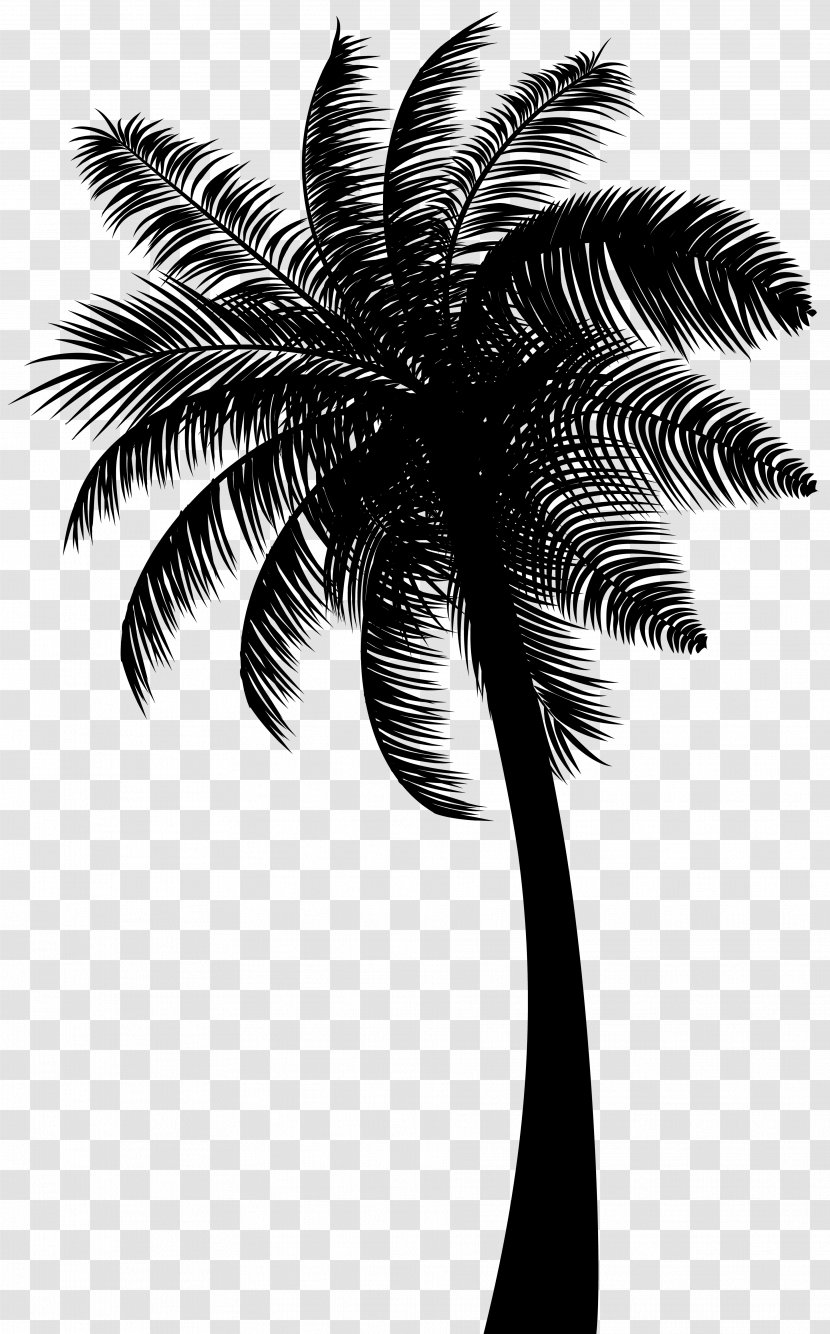 Asian Palmyra Palm Babassu Coconut Black & White - Leaf - M Trees Transparent PNG