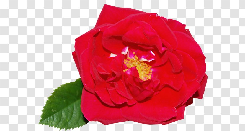 Garden Roses Centifolia Rosa Chinensis Floribunda Petal - China Rose Transparent PNG