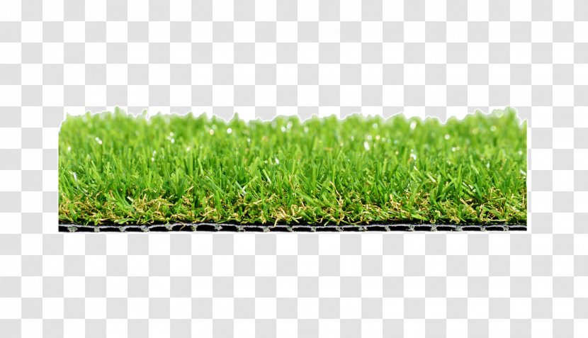 Grasses Lawn Wheatgrass Meadow Plant - The Surface Of Golden Crony Transparent PNG