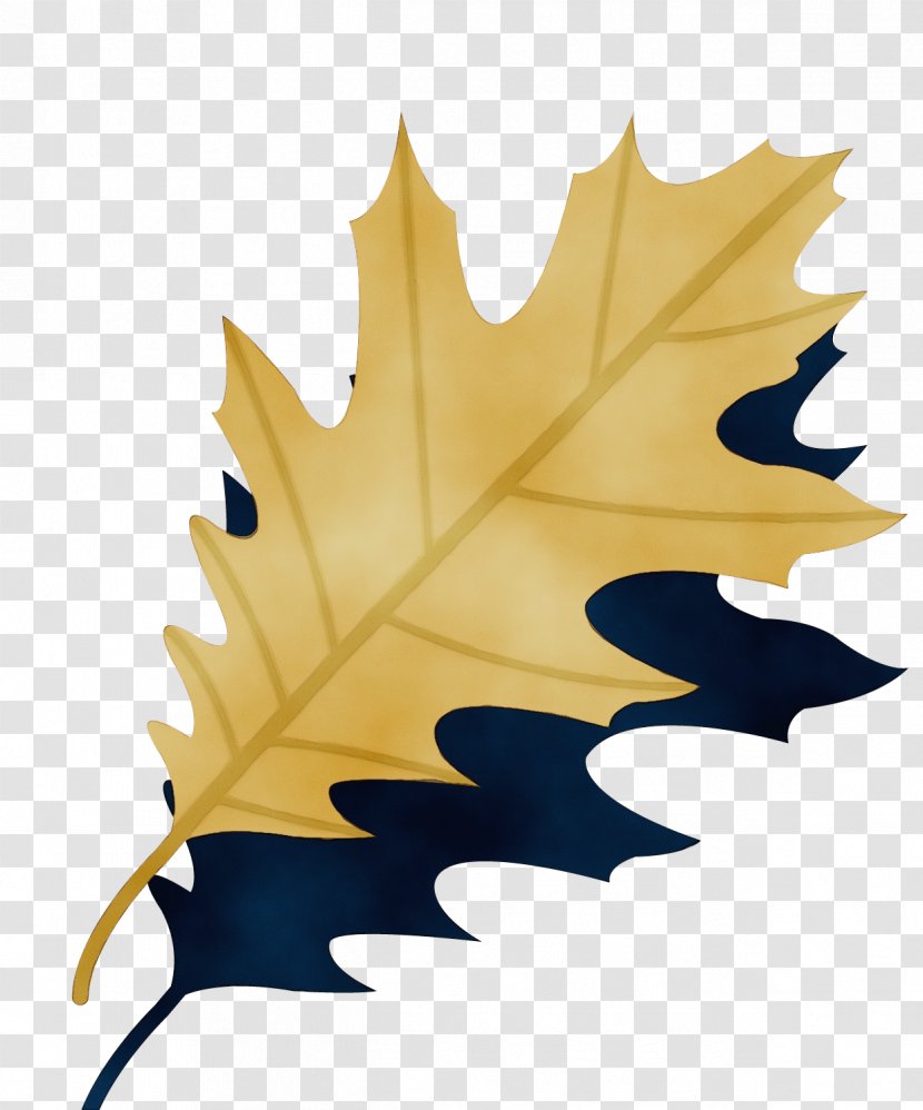Maple Leaf - Woody Plant - Deciduous Holly Transparent PNG