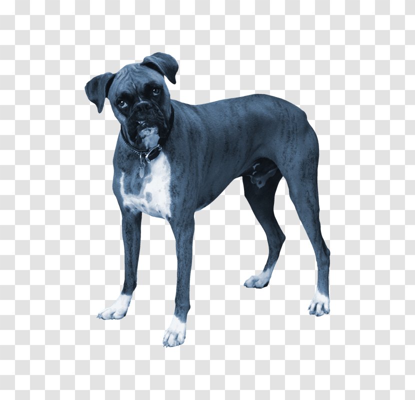 Dog Breed Cane Corso Bulldog Rare (dog) Great Dane Transparent PNG