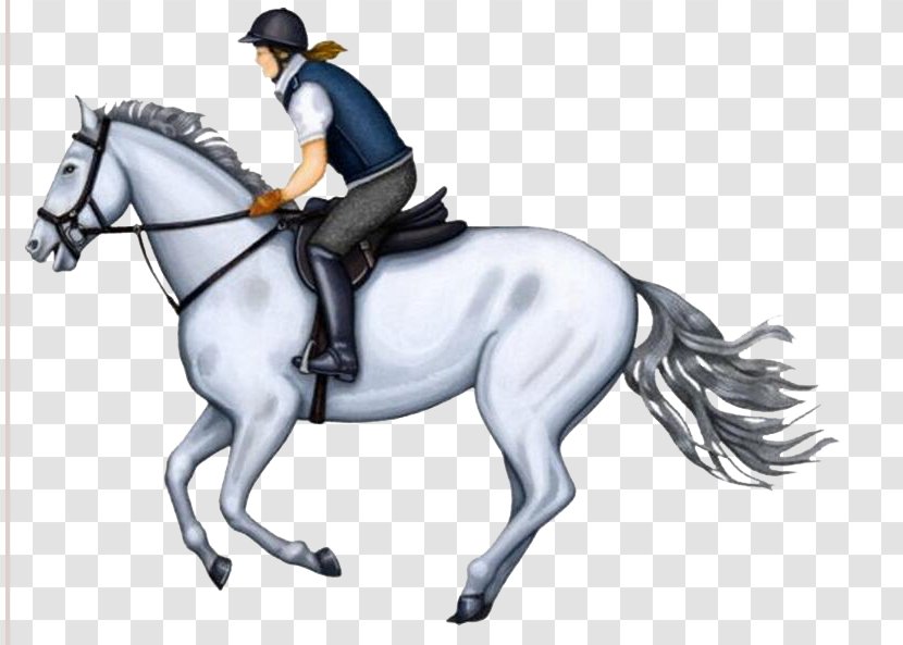Horse Hunt Seat Stallion Equestrianism - Vertebrate - Rider Transparent PNG