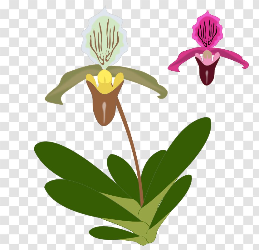 T-shirt Orchids Paphiopedilum Clip Art - Images For Free Transparent PNG