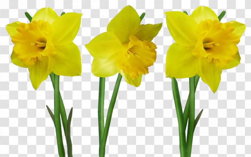 Flower Flowering Plant Yellow Narcissus - Watercolor - Pedicel Stem Transparent PNG