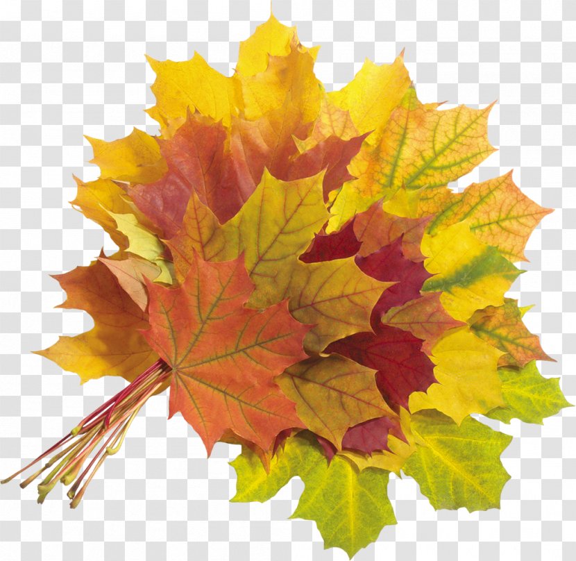 Autumn Leaf Clip Art - Maple Tree Transparent PNG
