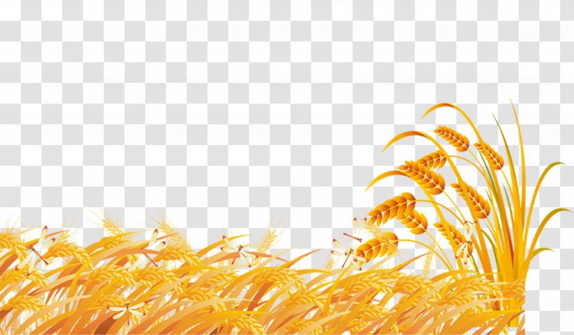 Wheat Fundal - Orange - Golden Field Transparent PNG