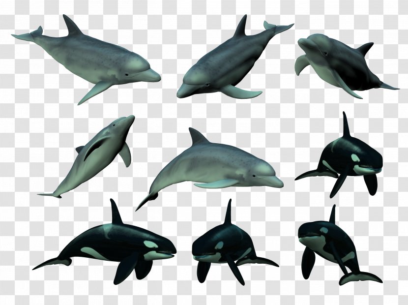 Short-beaked Common Dolphin Tucuxi Bottlenose Cetacea - Marine Mammal - Killer Whale Transparent PNG