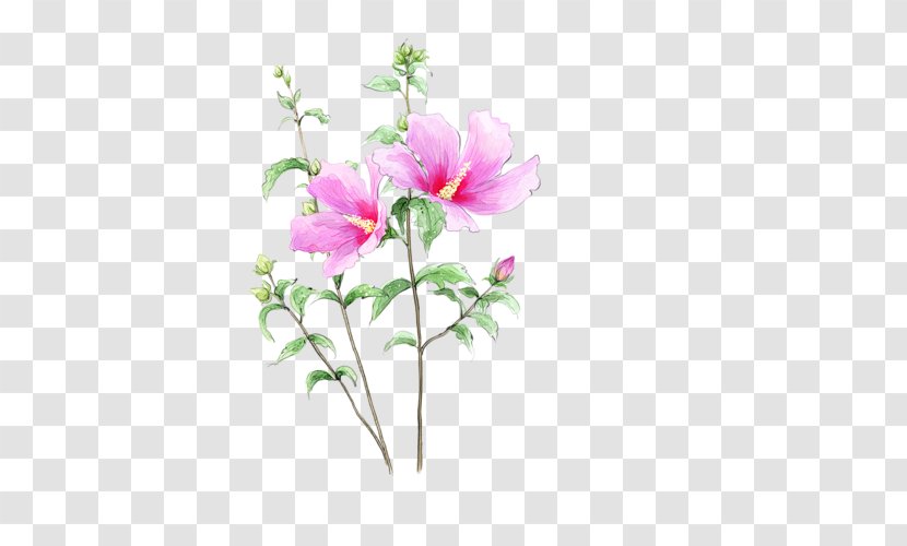 Cut Flowers Drawing - Rose Family - Flower Transparent PNG