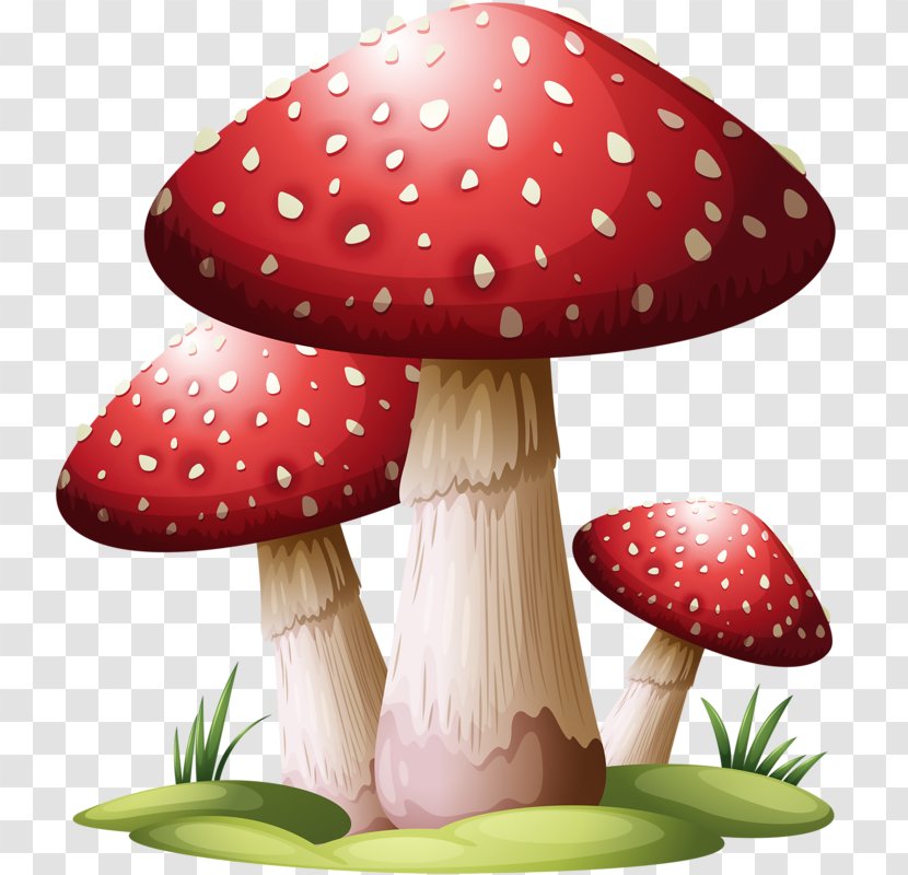Common Mushroom Puffball Transparent PNG