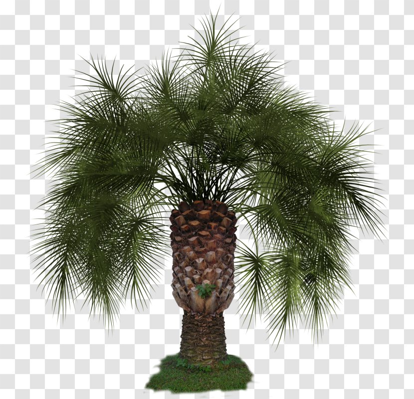 Arecaceae Asian Palmyra Palm Clip Art - Arecales - Photography Transparent PNG