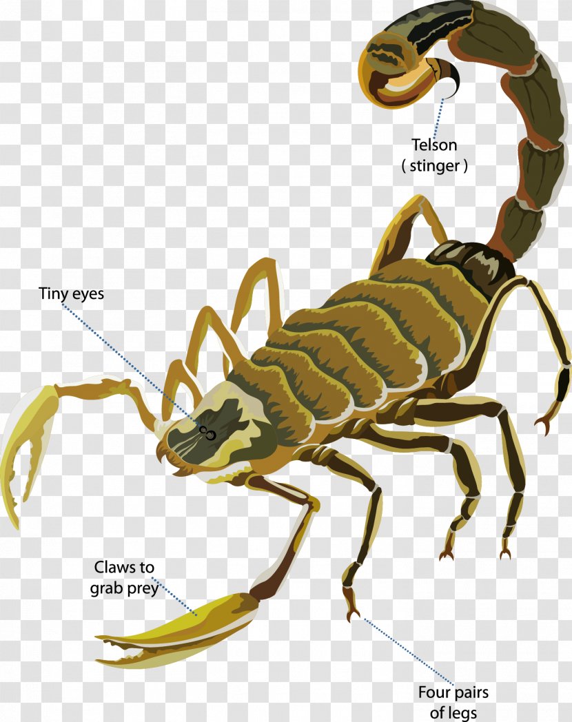 Scorpion Deathstalker Euclidean Vector - Arthropod Transparent PNG