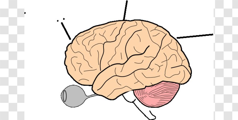 Drawing Human Brain Clip Art - Flower - Games Cliparts Transparent PNG