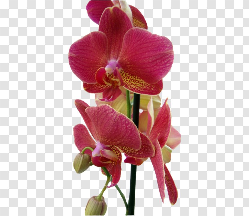 Orchids Red Flower - Photography Transparent PNG