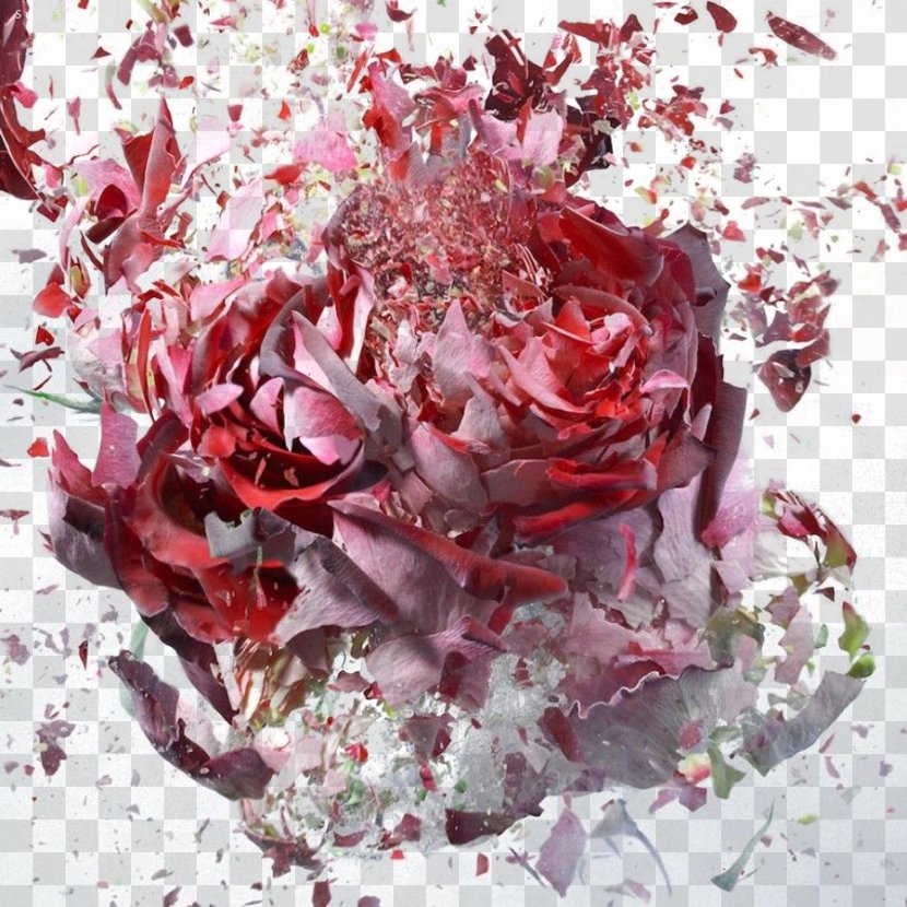 Flower Photographer Explosion Photography Air Gun - Television Show - Broken Flowers Transparent PNG