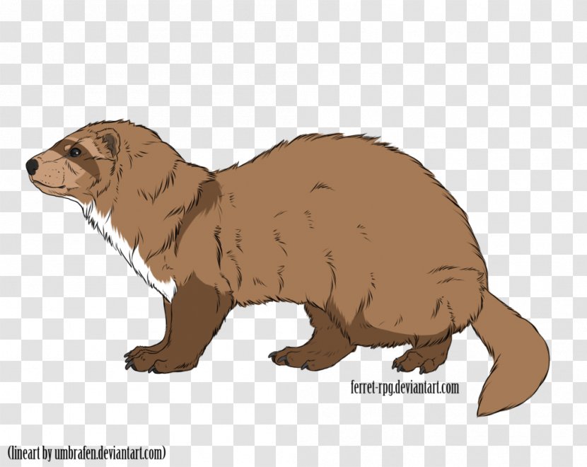 Mustelids Beaver Marmot Whiskers Snout - Animal - Toast Drawing Transparent PNG