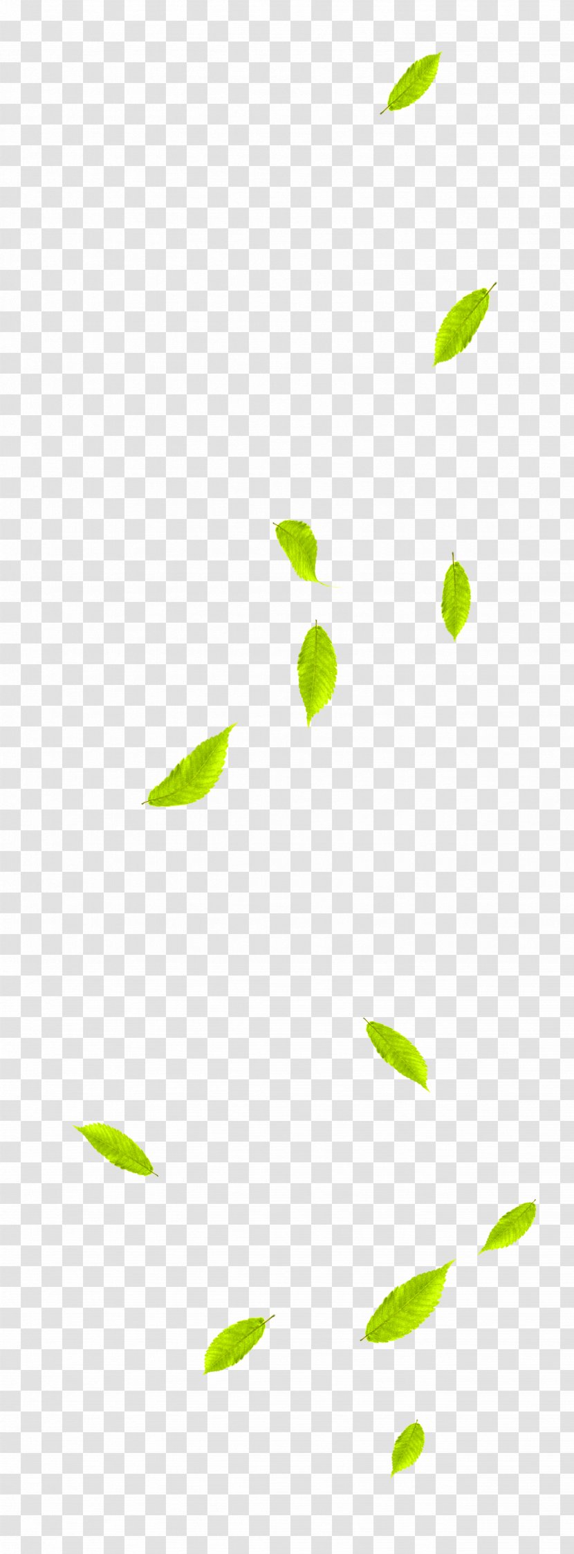Leaf Green - And Fresh Leaves Floating Material Transparent PNG