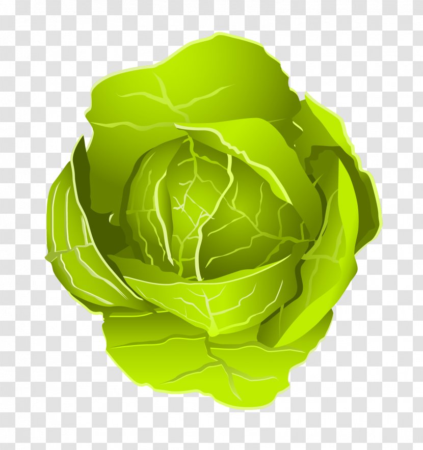 Vegetable Cabbage Illustration Transparent PNG
