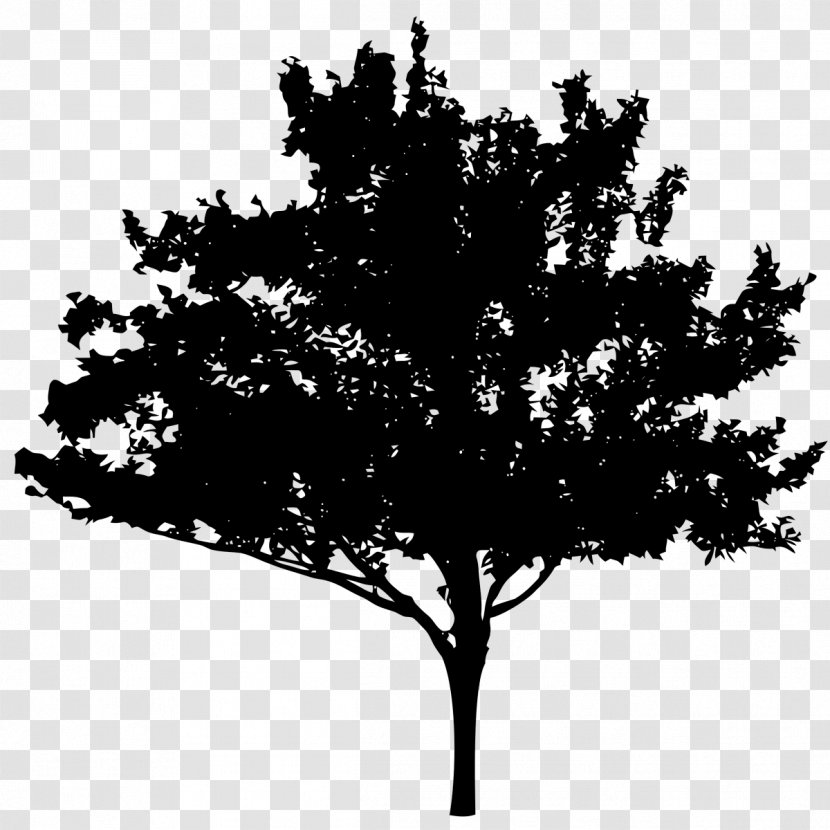 Silhouette Royalty-free - Royaltyfree - Quercus Robur Transparent PNG