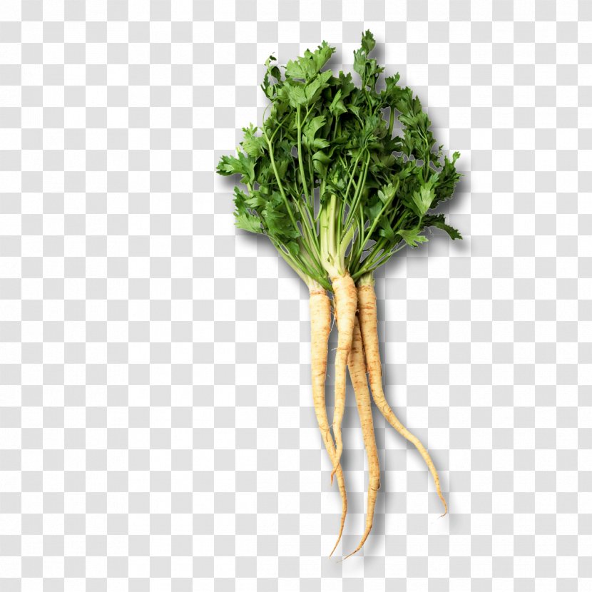 Chard Root Vegetables Parsley Parsnip - Vegetable Transparent PNG