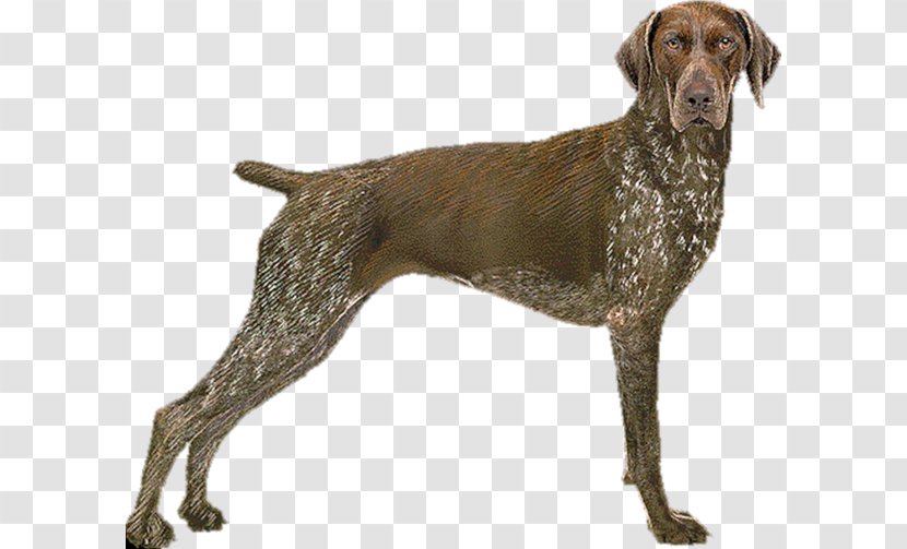 Old Danish Pointer German Shorthaired Longhaired Wirehaired - Sporting Group - Hund Border Collie Transparent PNG