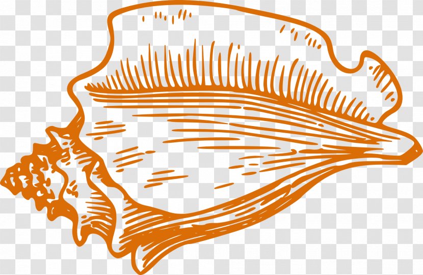 Conch Seashell Drawing Clip Art - Royaltyfree - Orange Transparent PNG