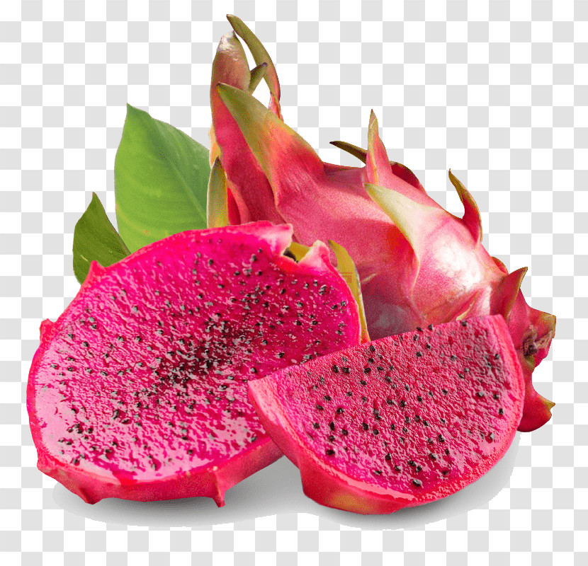 Cactus Transparent PNG