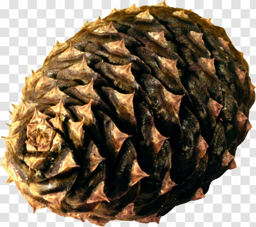 Tea Wagashi No Ha - Spruce - Pine Cone Transparent PNG