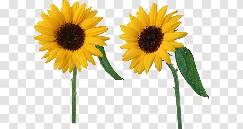Common Sunflower Plants Vs. Zombies 2: It's About Time Seed Clip Art - Flowering Plant - Cut Flowers Transparent PNG