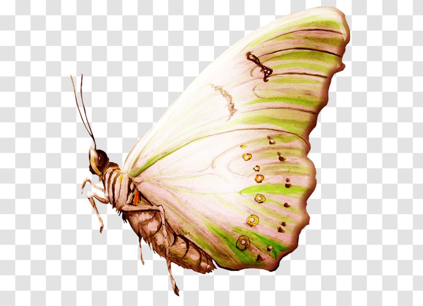 Silkworm Butterfly Pieridae - Brush Footed Transparent PNG