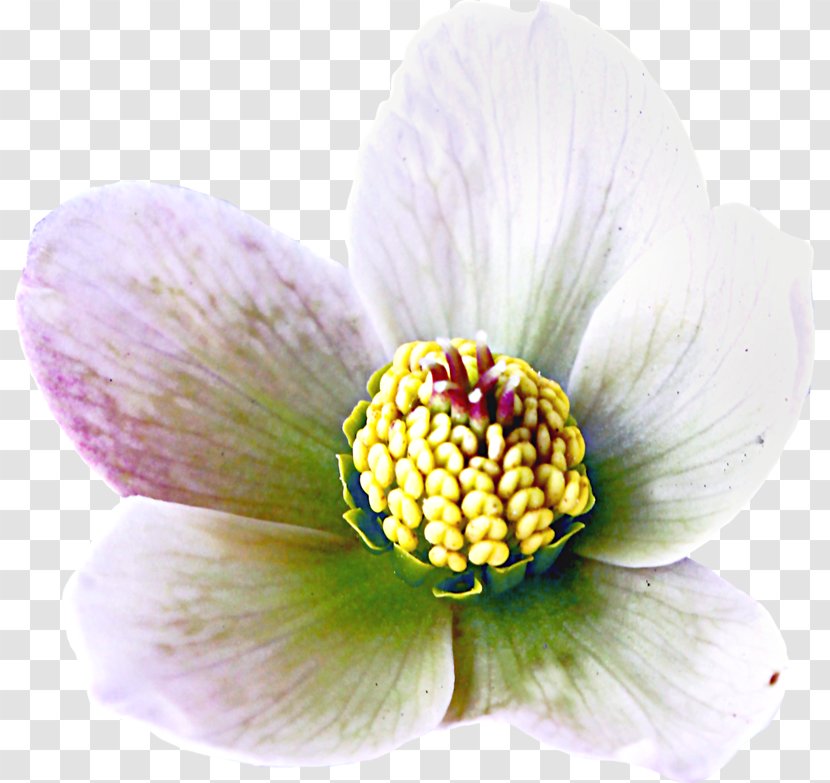 Close-up Pollen - Closeup - Elder Flower Transparent PNG