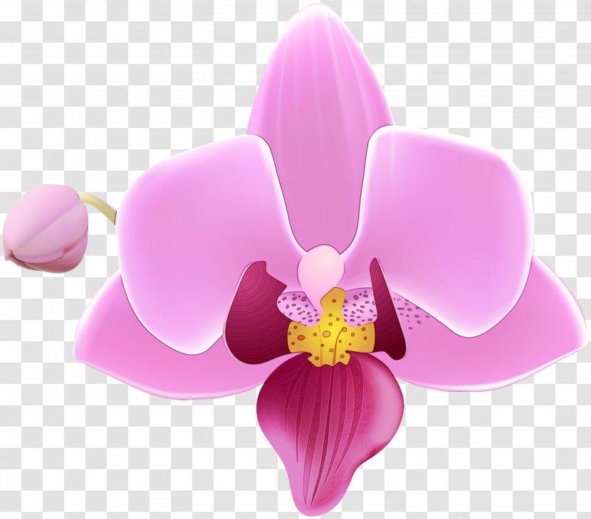 Flowering Plant Flower Petal Pink Moth Orchid - Watercolor - Purple Transparent PNG