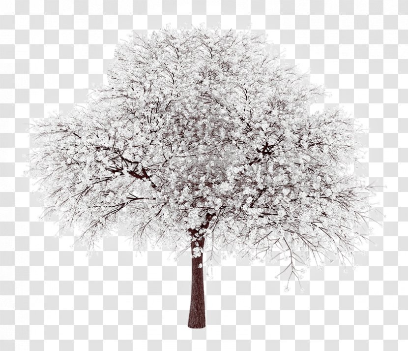 Tree Populus Grandidentata Branch Blossom Cottonwood - Aspen Transparent PNG
