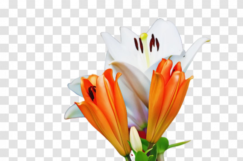 Bird Of Paradise - Daylily - Lily Transparent PNG