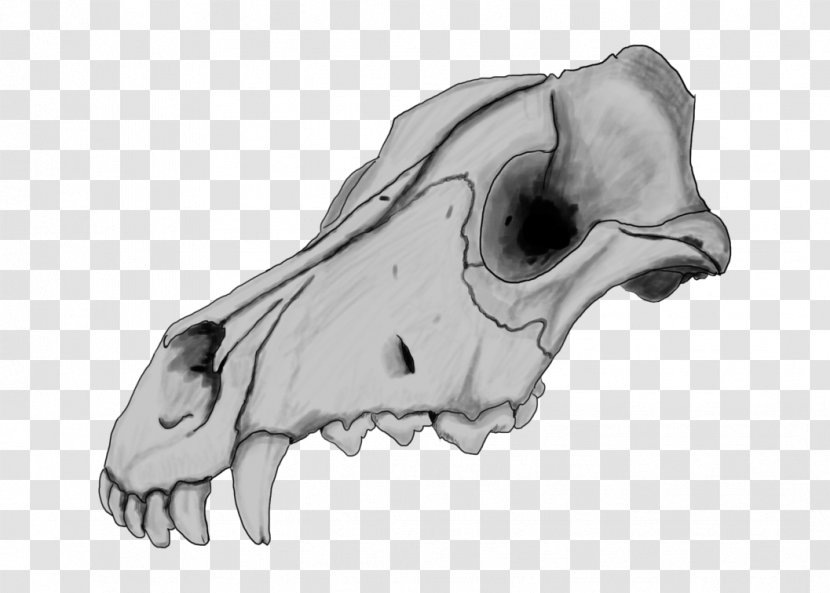 Dogo Argentino Skull Drawing Great Dane Dog Anatomy - Snout Transparent PNG