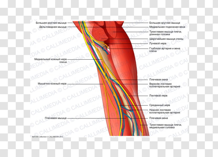 Nerve Augšdelms Human Anatomy Muscle Arm - Cartoon Transparent PNG