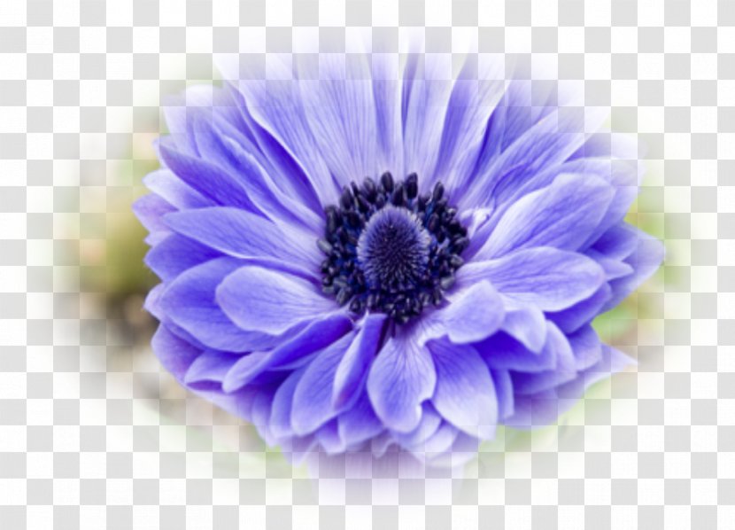 Blue Violet Transvaal Daisy Photography Blaue Aster - Family Transparent PNG