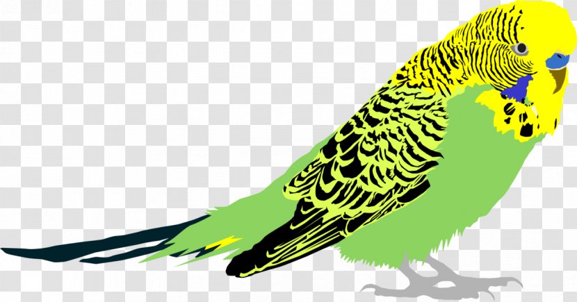 Budgerigar Bird Parakeet Common Myna Macaw Transparent PNG