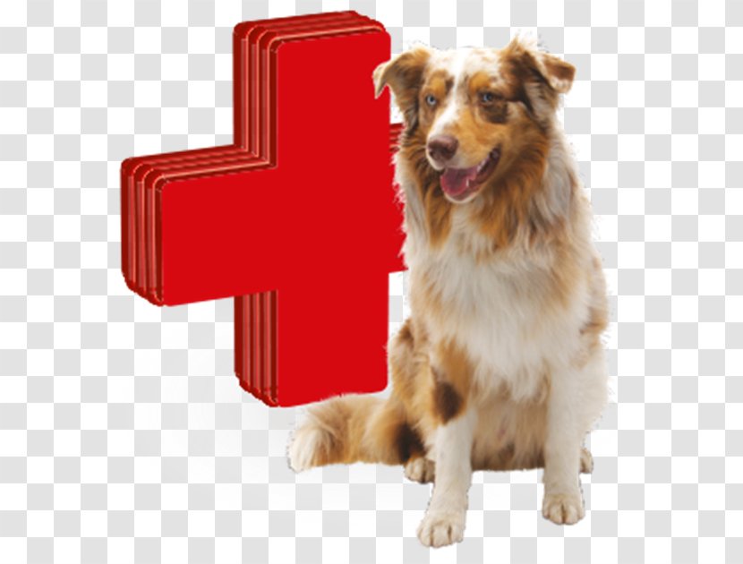 Dog Breed Nova Scotia Duck Tolling Retriever Australian Shepherd Puppy Companion - Meat Transparent PNG