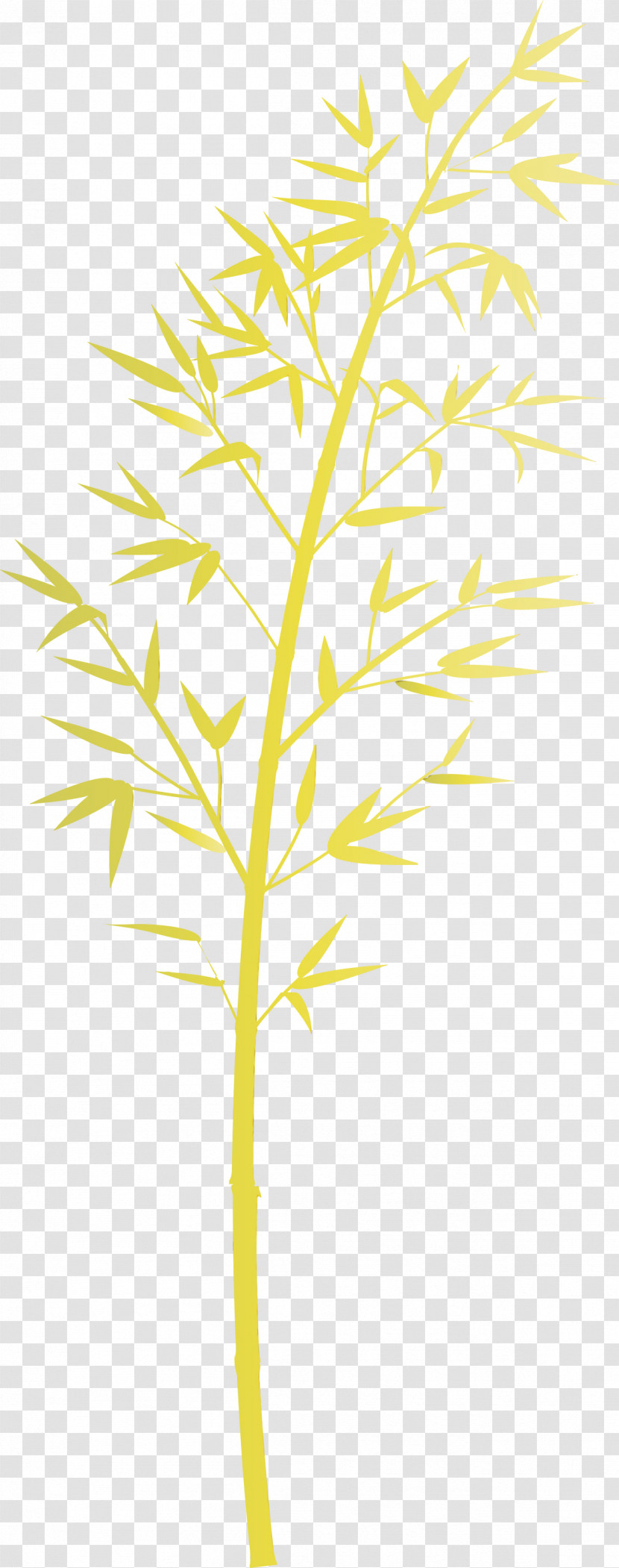 Leaf Plant Yellow Plant Stem Tree Transparent PNG