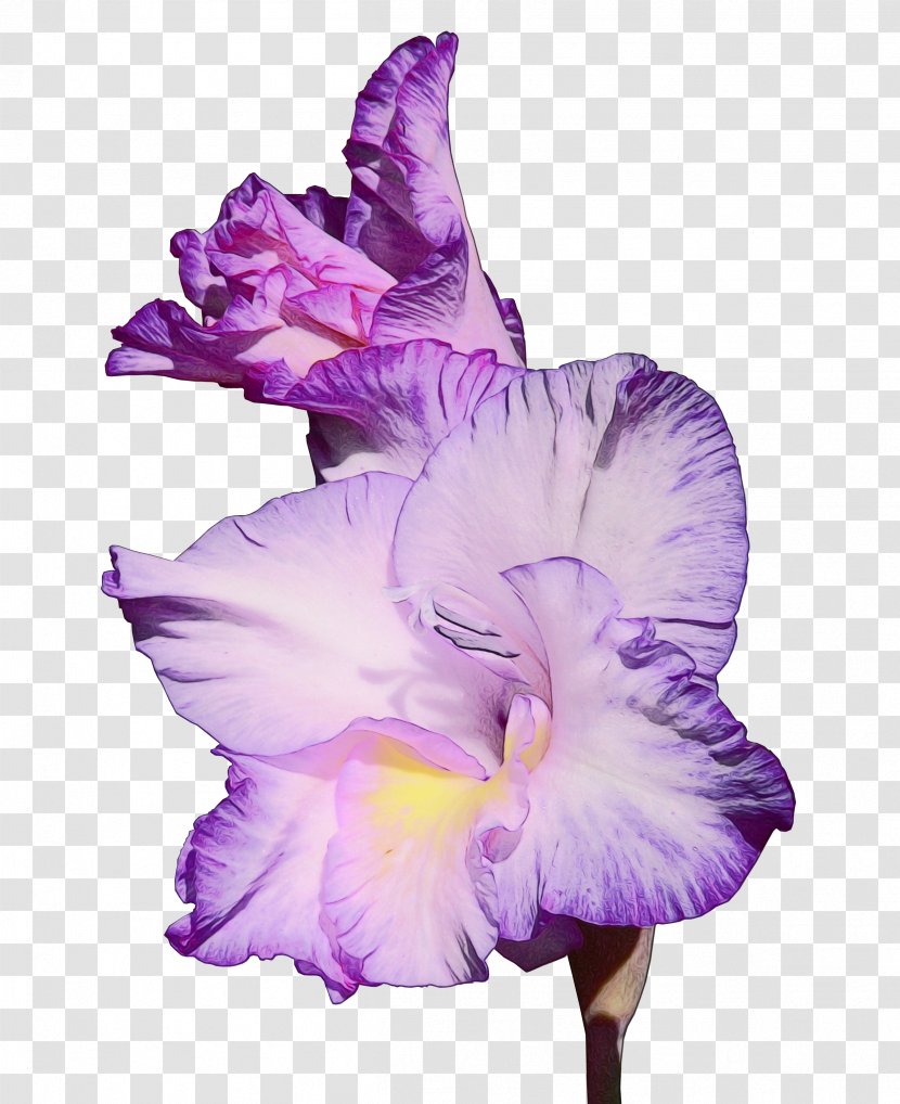 Lavender - Gladiolus - Lilac Transparent PNG