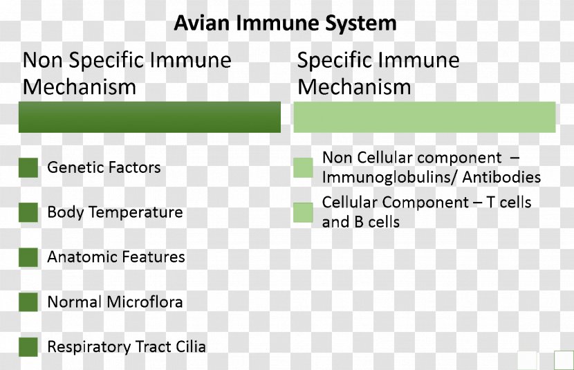 Avian Immune System Adaptive Immunity Gut Flora Transparent PNG