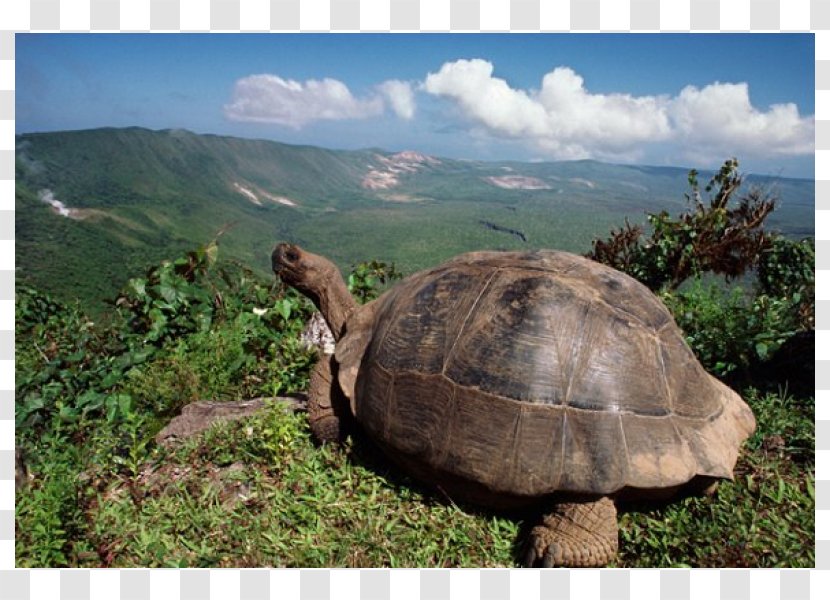 Galápagos Islands Tortoise Volcán Darwin Turtle - Gal%c3%a1pagos Transparent PNG