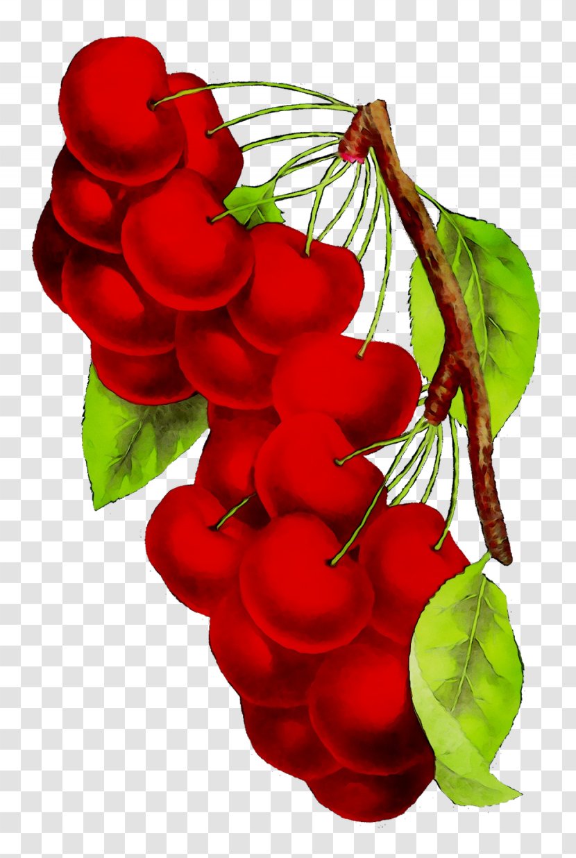 Rose Family Plant Stem Leaf Fruit Transparent PNG