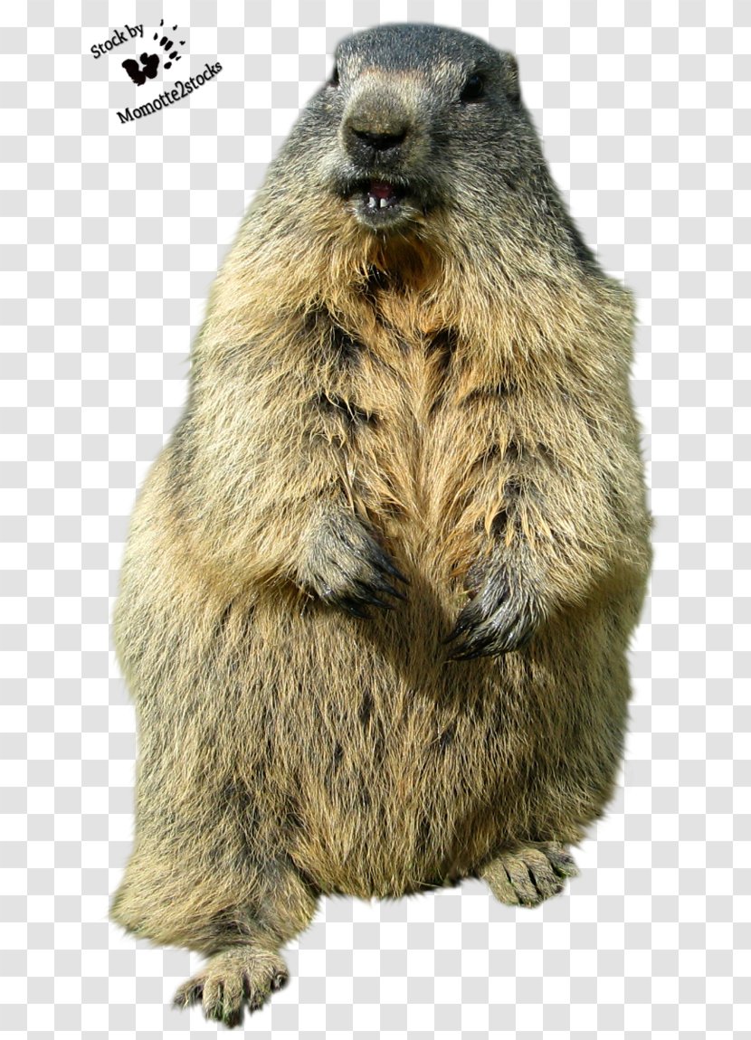 Groundhog Day Punxsutawney Desktop Wallpaper Funny Animal - Rodent - Lovely Animals Transparent PNG