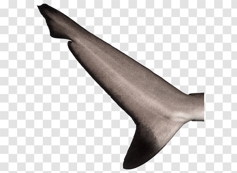 Shark Fin Soup Sea Lion Tail Fish Thresher - Goblin - Sharks Transparent PNG