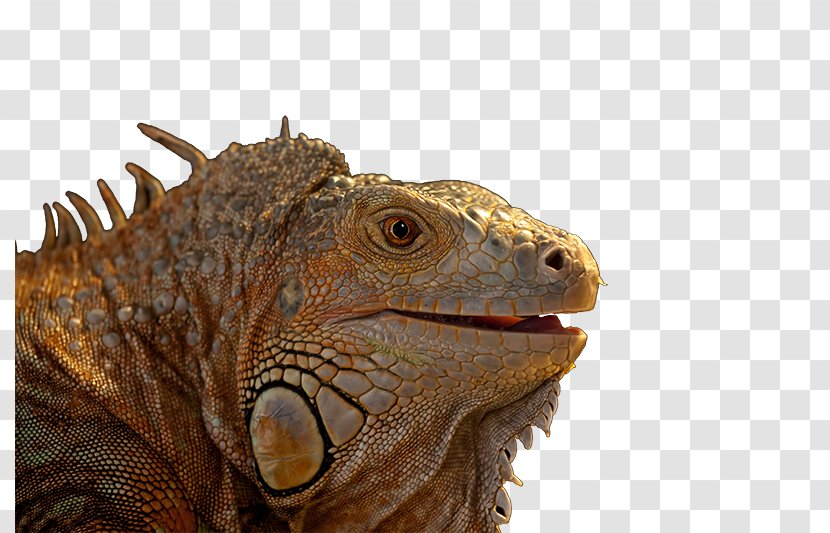 Reptile Veterinarian Dr. Med. Vet. Astrid Mayr Common Iguanas - Terrestrial Animal - Doctor Who Transparent PNG